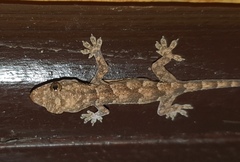 Hemidactylus mabouia