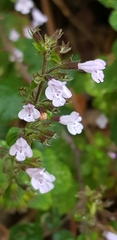 Clinopodium