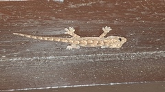 Hemidactylus mabouia