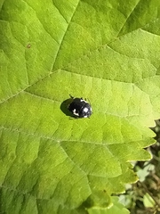 Tritomegas bicolor