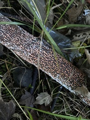 Nectria cinnabarina