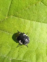 Tritomegas bicolor