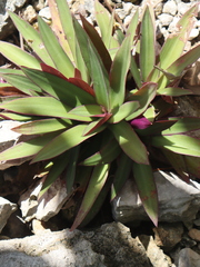 Tradescantia spathacea