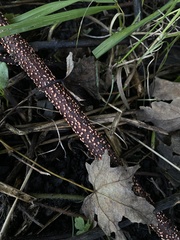 Nectria cinnabarina