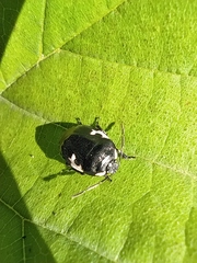 Tritomegas bicolor