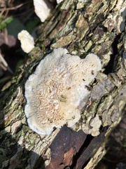 Trametes elegans