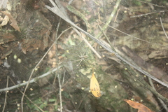 Aglaoctenus lagotis