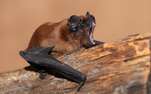 Common Noctule