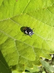 Tritomegas bicolor