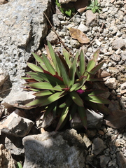 Tradescantia spathacea