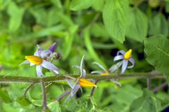 Solanum palinacanthum