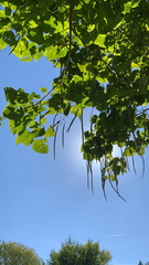 Catalpa bignonioides