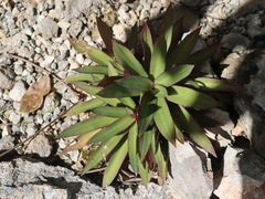 Tradescantia spathacea