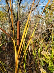 Typha angustifolia