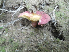 Suillus asiaticus