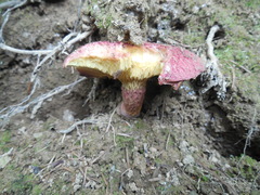 Suillus asiaticus