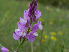 Polygala nicaeensis