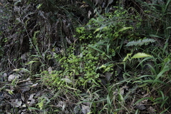 Blechnum punctulatum