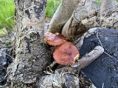 Flammulina