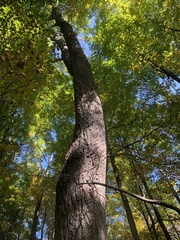 Quercus montana
