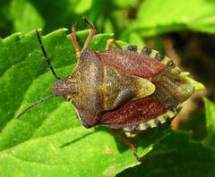 Carpocoris melanocerus