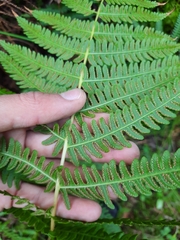 Oreopteris limbosperma