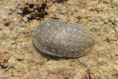 Derocalymma
