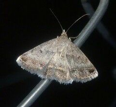 Acantholipes trimeni