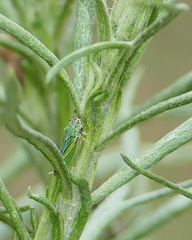 Graphocephala lugubris