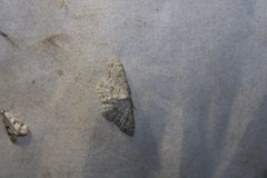 Cyclophora pendulinaria
