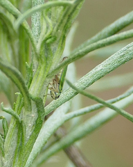 Graphocephala lugubris
