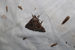 Hypena