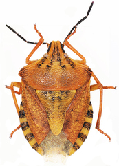 Carpocoris pudicus