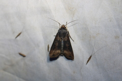Agrotis ipsilon