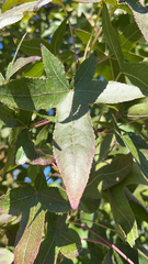 Liquidambar formosana