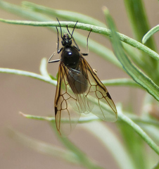 Liometopum apiculatum