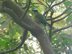 Momotus subrufescens