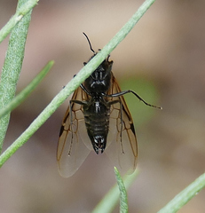 Liometopum apiculatum