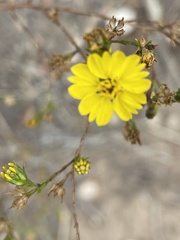 Deinandra fasciculata