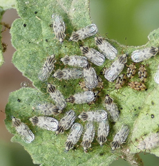 Gargaphia iridescens