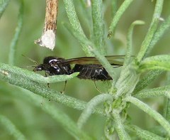Liometopum apiculatum