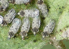Gargaphia iridescens