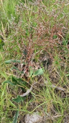 Limonium carolinianum