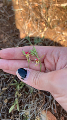 Oenothera suffrutescens