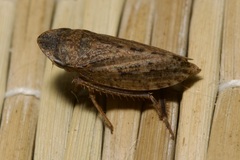 Aphrodes makarovi