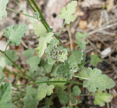 Gargaphia iridescens