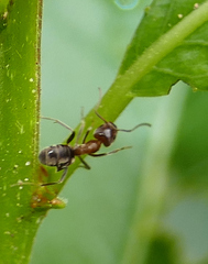 Liometopum apiculatum