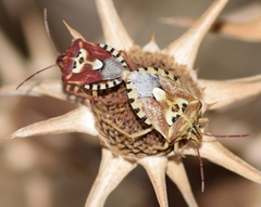 Codophila varia