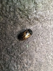 Chilothorax distinctus