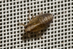 Dicranotropis hamata